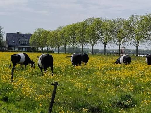 Koeien in de groene weide bij de boerderij