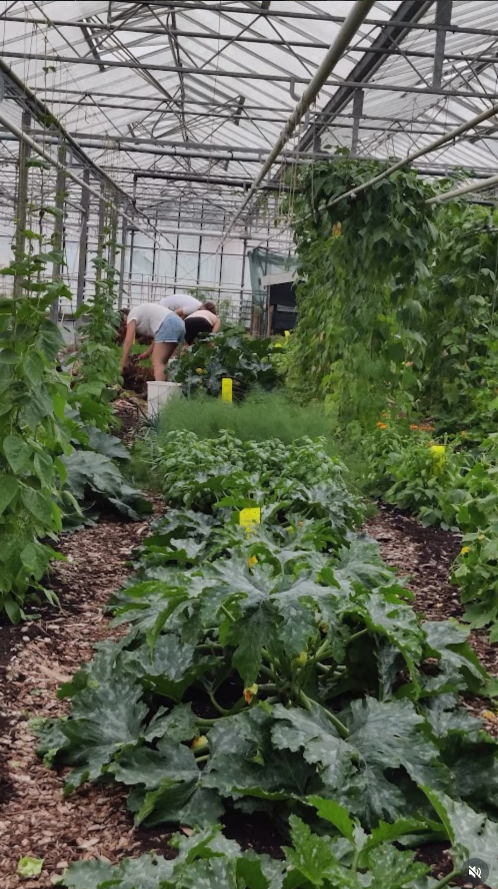 Werken met gewassen in de kas van de leefstijlzorgboerderij